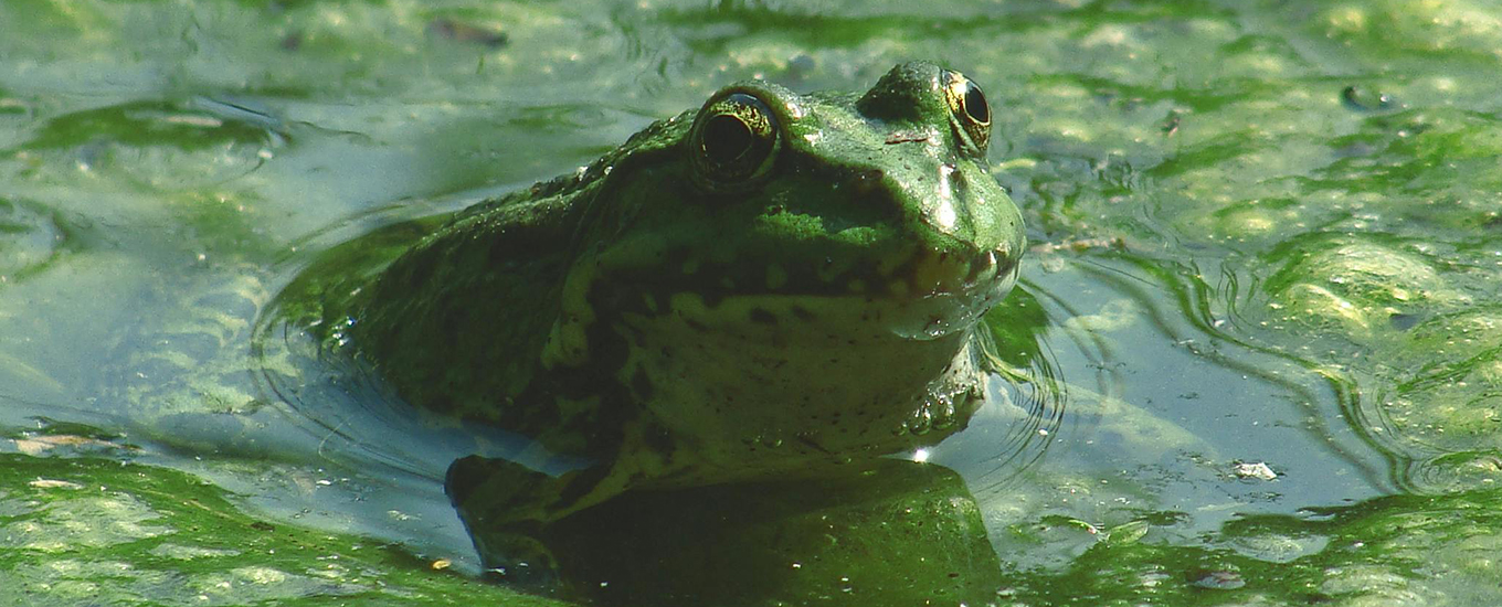 frosch im grünen wasser