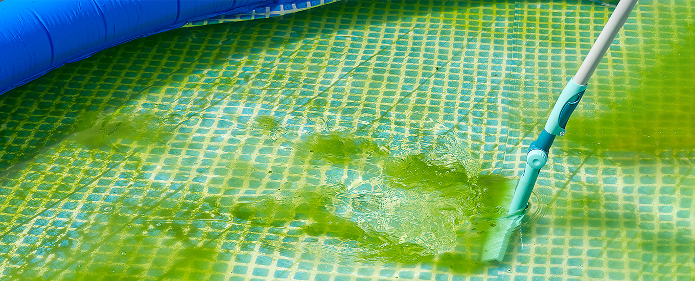 algen im pool, grüne verfärbung der poolfolie