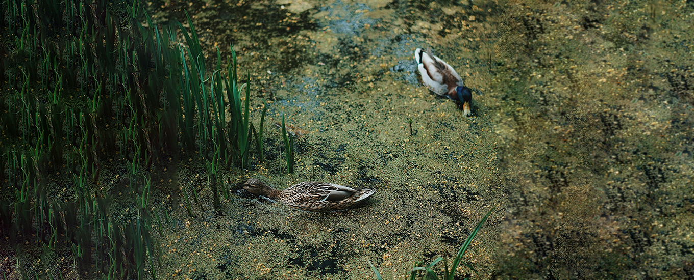 Blog Grünes Poolwasser enten im veralgten teich